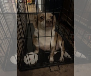 Beagle-Chihuahua Mix Dogs for adoption in LAKE HALLIE, WI, USA