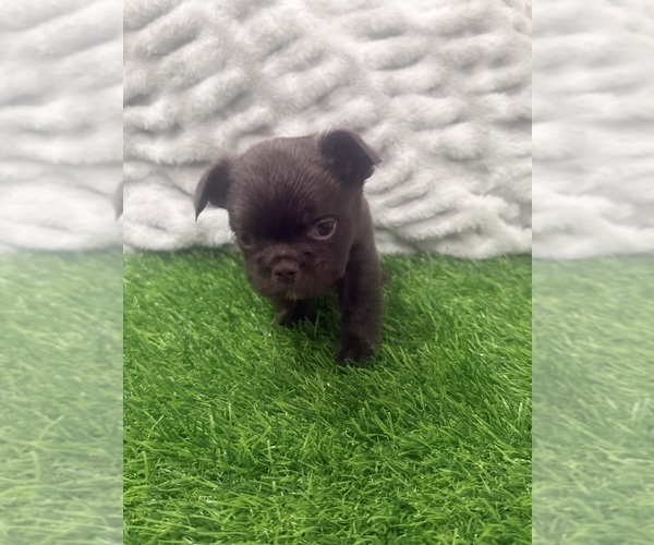 Medium Photo #15 French Bulldog Puppy For Sale in PORTSMOUTH, VA, USA