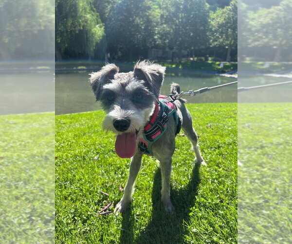 Medium Photo #1 Mutt Puppy For Sale in Salt Lake City, UT, USA