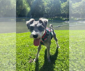 Mutt Dogs for adoption in Salt Lake City, UT, USA
