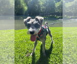 Small Mutt