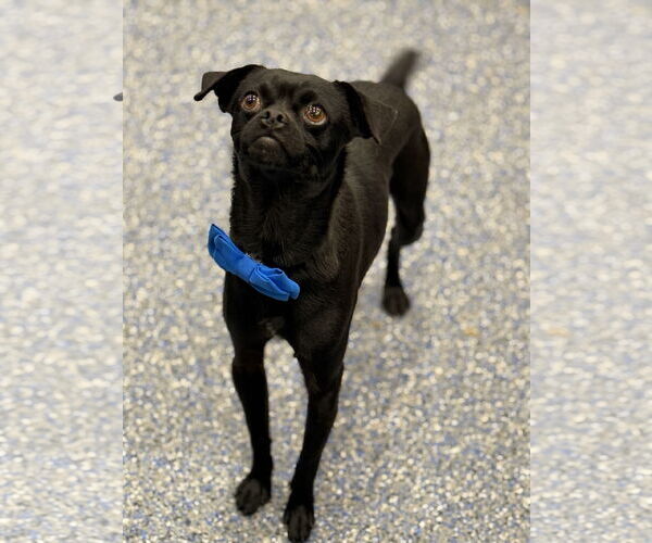 Medium Photo #2 Chug Puppy For Sale in Phoenix, AZ, USA