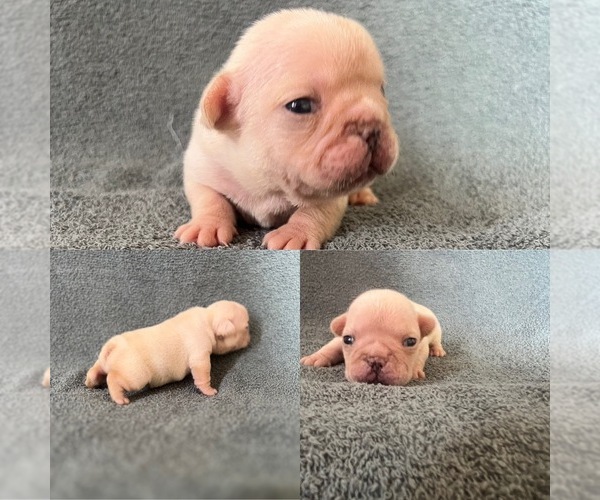 Medium Photo #1 French Bulldog Puppy For Sale in FALLBROOK, CA, USA