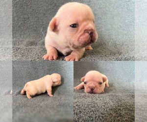 French Bulldog Puppy for sale in FALLBROOK, CA, USA