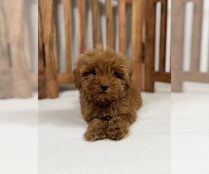 Cavapoo-Poodle (Toy) Mix Puppy for sale in LOS ANGELES, CA, USA