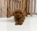 Image preview for Ad Listing. Nickname: Male Puppies