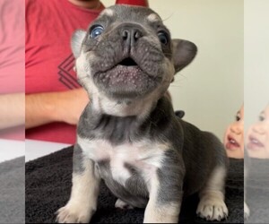 French Bulldog Puppy for Sale in NORFOLK, Virginia USA