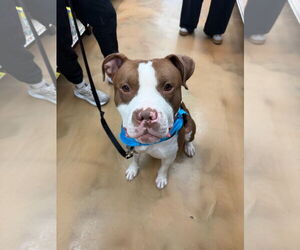 Mutt Dogs for adoption in Alexandria, VA, USA