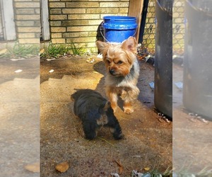 Father of the Yorkshire Terrier puppies born on 05/30/2025