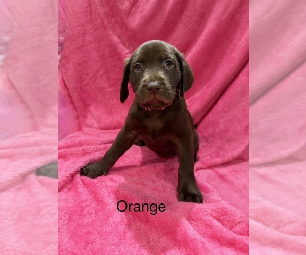 Medium Photo #1 Labrador Retriever Puppy For Sale in LAKEWOOD RANCH, FL, USA