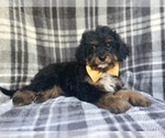 Small #5 Cavapoo
