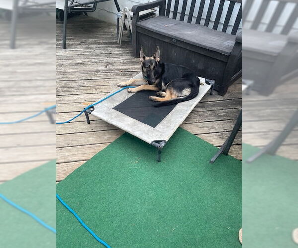 Medium Photo #6 German Shepherd Dog Puppy For Sale in Kansas City, MO, USA