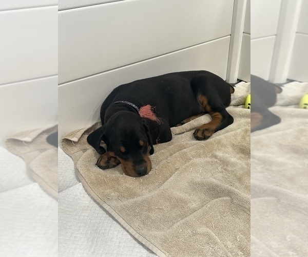 Medium Photo #3 Doberman Pinscher Puppy For Sale in FREMONT, IN, USA