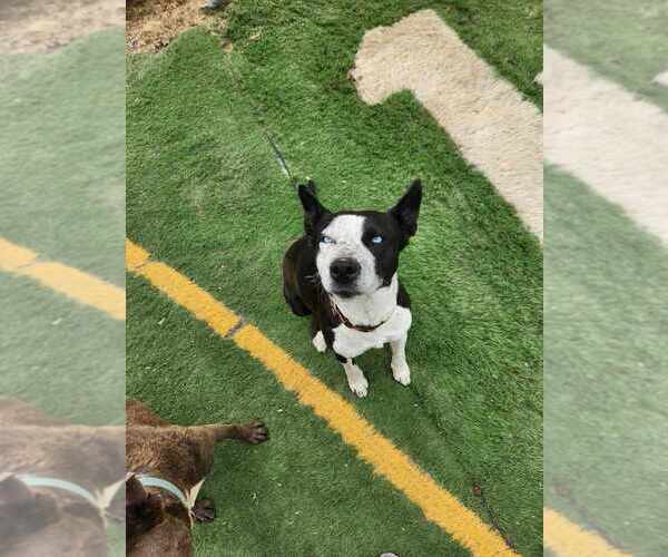 Medium Photo #8 Mutt Puppy For Sale in garner, NC, USA