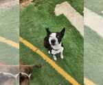 Small #7 Mutt