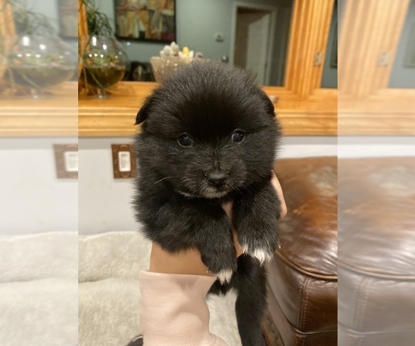 Medium Photo #2 Pomeranian Puppy For Sale in ASHLAND, MA, USA