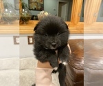 Small Photo #2 Pomeranian Puppy For Sale in ASHLAND, MA, USA