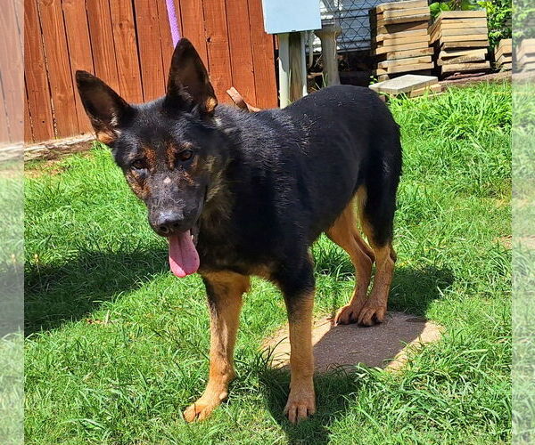 Medium Photo #2 German Shepherd Dog-Unknown Mix Puppy For Sale in Wetumpka, AL, USA