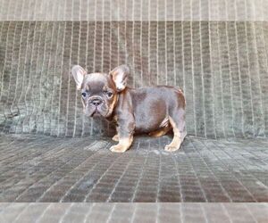 French Bulldog Puppy for sale in TAMPA, FL, USA