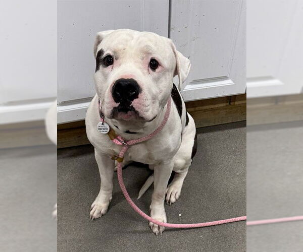 Medium Photo #1 Mutt Puppy For Sale in Forestville, MD, USA