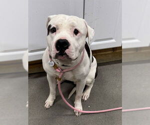 Mutt Dogs for adoption in Forestville, MD, USA