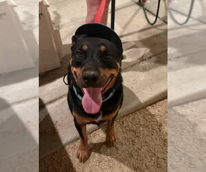 Obi - Male Rottweiler Dog for Adoption - Photo #15