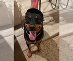Small #14 Rottweiler