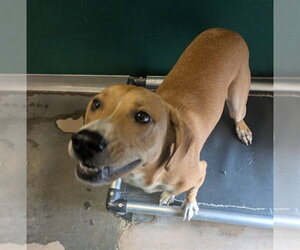 Golden Retriever-Unknown Mix Dogs for adoption in Texas City, TX, USA