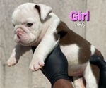 Small Photo #5 English Bulldog Puppy For Sale in MINNEAPOLIS, MN, USA