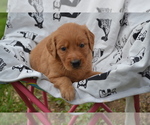 Puppy Ginger Golden Retriever