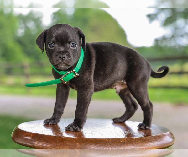Medium Photo #1 Jug-Unknown Mix Puppy For Sale in LIBERTY, KY, USA