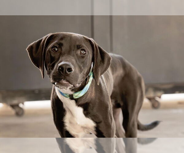 Medium Photo #6 Labrador Retriever-Unknown Mix Puppy For Sale in Holly Springs, NC, USA