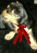 Small Photo #3 Yorkshire Terrier Puppy For Sale in HEMET, CA, USA