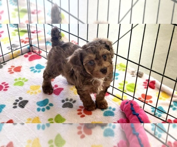 Medium Photo #5 Poovanese Puppy For Sale in ORO VALLEY, AZ, USA