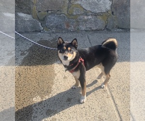 Shiba Inu Dogs for adoption in STRATFORD, CT, USA