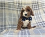 Small #7 Cavapoo