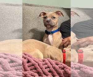 Clyde (puppy) - Male Mutt Dog for Adoption - Photo #3