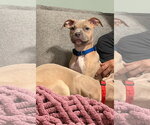 Small Photo #3 Mutt Puppy For Sale in Rockville, MD, USA