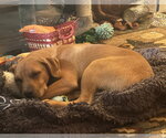 Small #2 Mutt