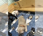 Small Photo #100 French Bulldog Puppy For Sale in TACOMA, WA, USA