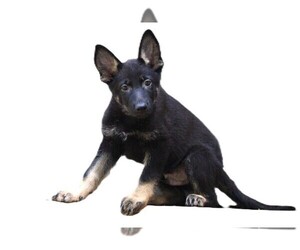 German Shepherd Dog Puppy for sale in WARRENTON, NC, USA