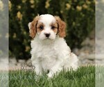 Small #2 Cavapoo