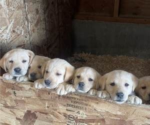 Labrador Retriever Puppy for sale in FERNDALE, WA, USA