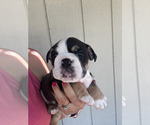Small Photo #2 English Bulldog Puppy For Sale in EUGENE, OR, USA
