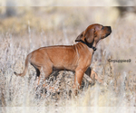 Small #3 Rhodesian Ridgeback