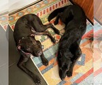 Small #23 American Pit Bull Terrier-Labrador Retriever Mix
