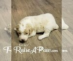 Small Photo #1 Goldendoodle-Poodle (Standard) Mix Puppy For Sale in OVERGAARD, AZ, USA