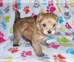 Small Photo #7 Morkie Puppy For Sale in ORO VALLEY, AZ, USA