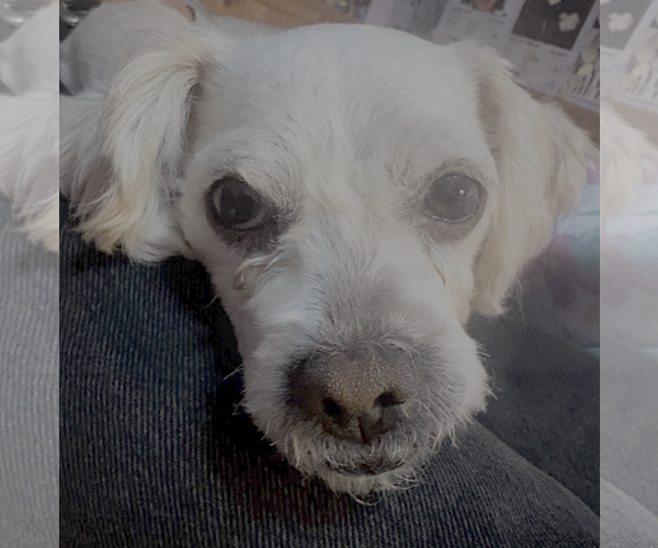 Medium Photo #2 Poodle (Miniature)-Unknown Mix Puppy For Sale in Bellevue, WA, USA