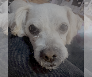Mindy - Female Poodle (Miniature)-Unknown Mix Dog for Adoption - Photo #2